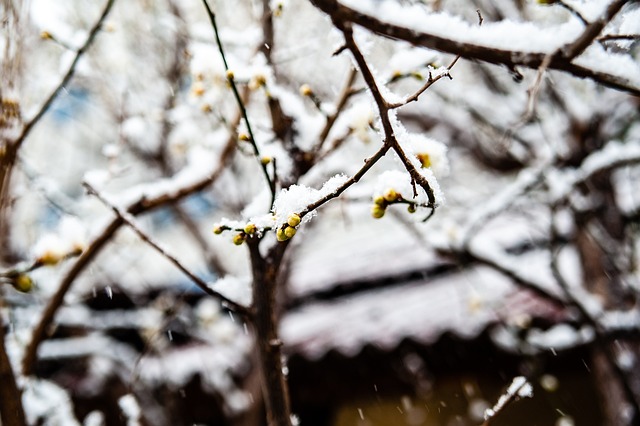 个棒球热土